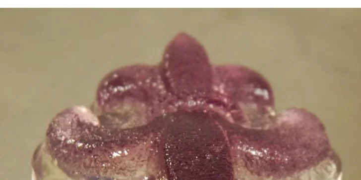 Mlsání pro dospělé: alkoholické želé bonbony Jello Shots v různých příchutích