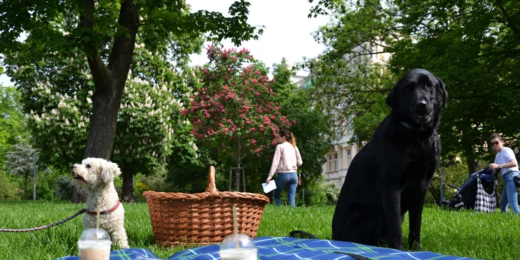 Piknikový koš s bezlepkovými veganskými dobrotami i varianta pro psa