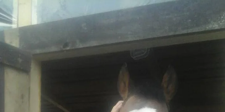 Týdenní jezdecký tábor pro děti od 7 let pro začátečníky i pokročilé