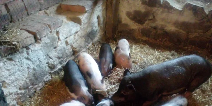 Týdenní jezdecký tábor pro děti od 7 let pro začátečníky i pokročilé