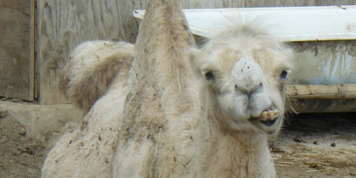 Výlet za zvířátky na Ranč U Kulhavého velblouda - vstup pro jednotlivce i rodiny