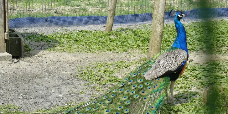 Výlet za zvířátky na Ranč U Kulhavého velblouda - vstup pro jednotlivce i rodiny