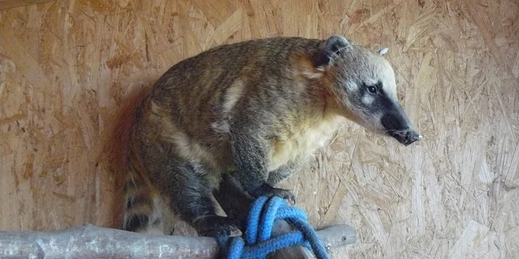 Výlet za zvířátky na Ranč U Kulhavého velblouda - vstup pro jednotlivce i rodiny