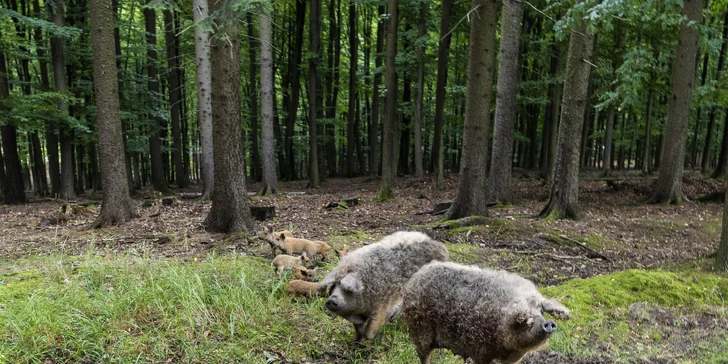  Připravena je i kukuřice, kterou můžete zvěř přilákat.