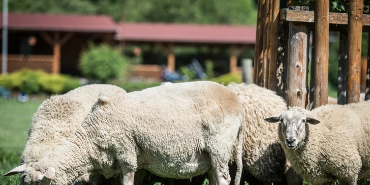 Mlynářský oběd nebo večeře: 2 hovězí rumpsteaky s libovolnou přílohou