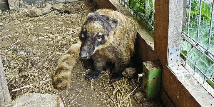 Výlet za zvířátky na Ranč U Kulhavého velblouda - vstup pro jednotlivce i rodiny