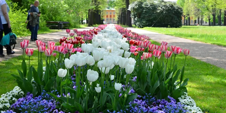 Na jaře jsou tulipány všude, kam se podíváte.