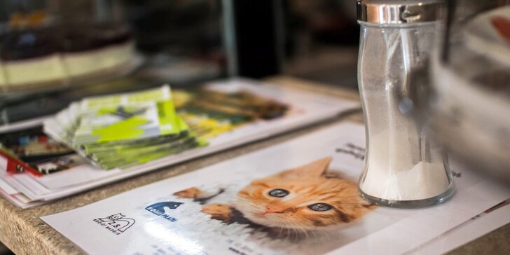 Čas na letní vrnění: Zmrzlinové poháry a domácí limonády v kočičí kavárně