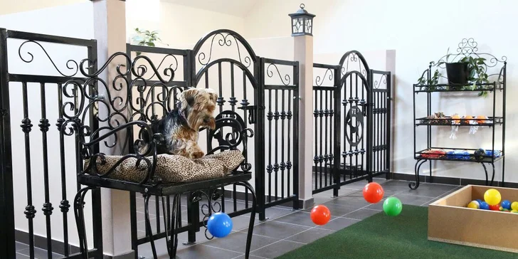 Pobyt ve VIP psím hotelu pro malé a střední pejsky