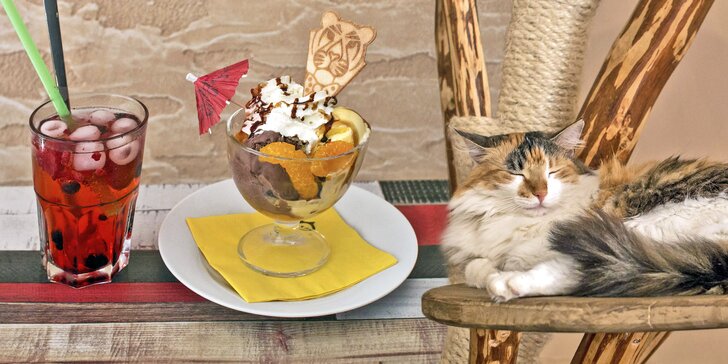Zmrzlina nebo pohár a domácí limonáda či ledový čaj v kočičí kavárně