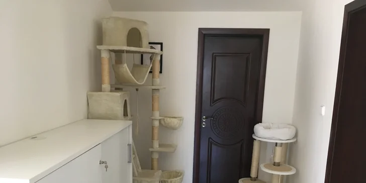 I vaše micka si zaslouží dovolenou - den ve VIP kočičím hotelu včetně krmení