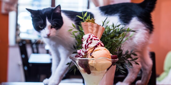 Sladké osvěžení: zmrzlinový pohár s domácí šlehačkou v kočičí společnosti