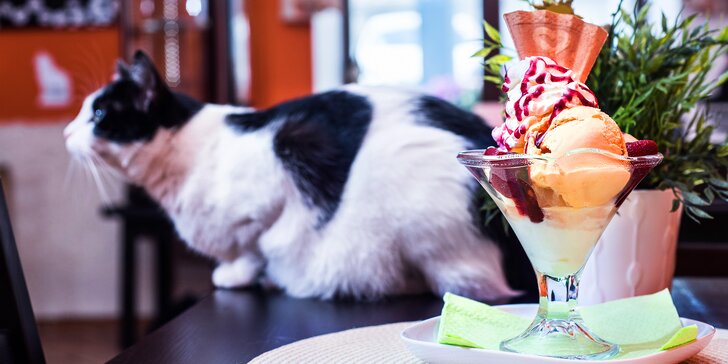 Zmrzlinový pohár s lesním ovocem v kočičí kavárně Envi