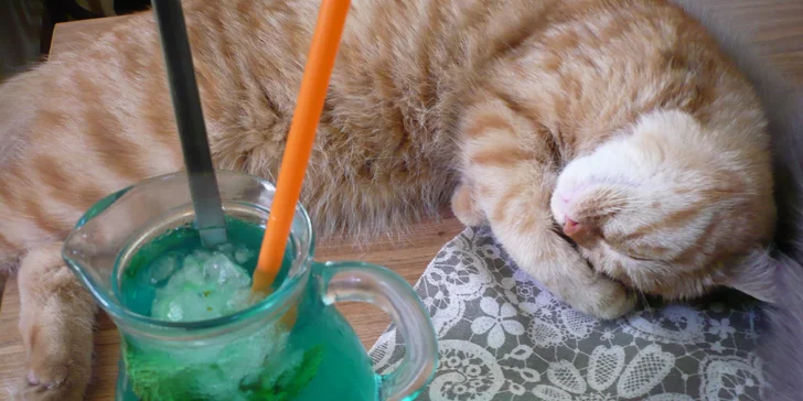 Domácí limonáda i dezert v centru Brna s mazlivou kočičí společností
