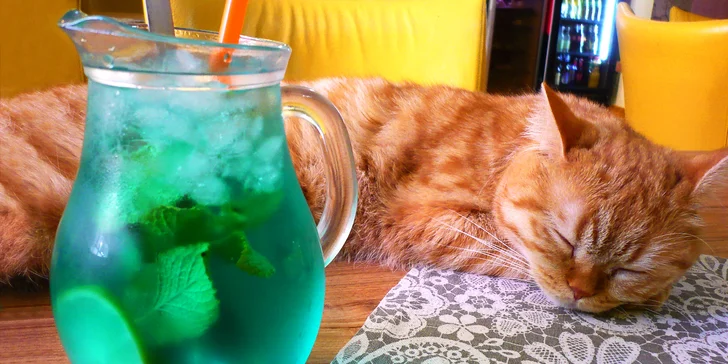 Domácí limonáda i dezert v centru Brna s mazlivou kočičí společností