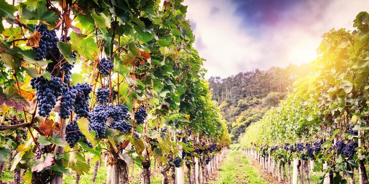 Pohoda na Kraví hoře: ochutnávka vín i prohlídka vinic a vinného sklepa
