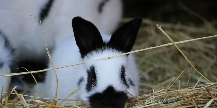 Letní příměstské tábory na koni pro začátečníky od 7 let