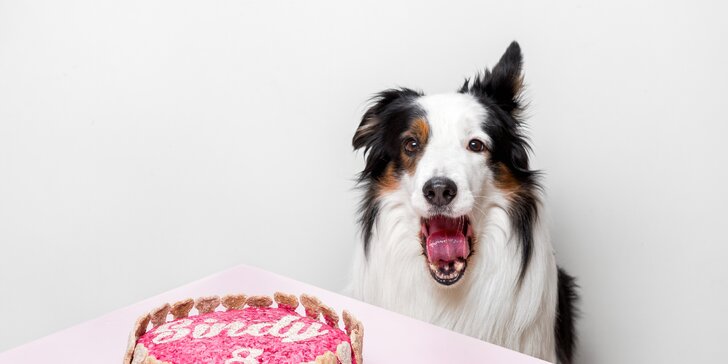Všechno nejlepší, hafani: poctivé a chutné psí dorty plné zdravých surovin