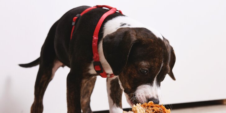 Všechno nejlepší, hafani: poctivé a chutné psí dorty plné zdravých surovin