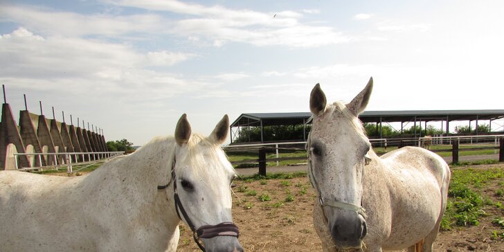 Letní příměstský tábor s koňmi: 5 dní na Šťastném ranči nedaleko Prahy