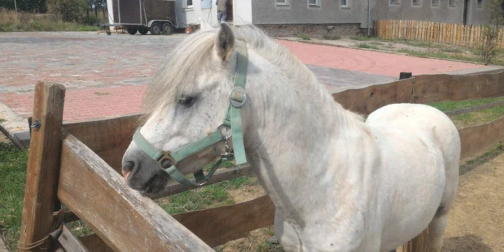 Domluvit si můžete i projížďku na koni či poníkovi. 