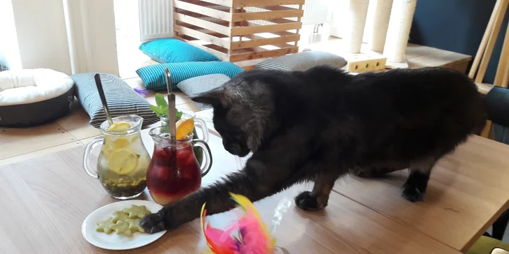 Ve vybrané společnosti: domácí ledový čaj a matcha sušenky v kočičí kavárně