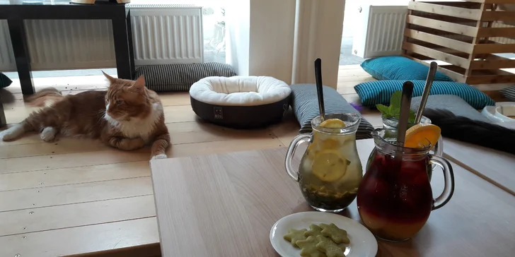 Ve vybrané společnosti: domácí ledový čaj a matcha sušenky v kočičí kavárně