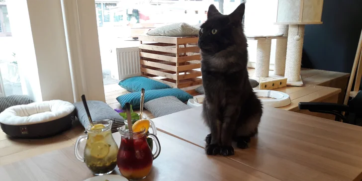 Ve vybrané společnosti: domácí ledový čaj a matcha sušenky v kočičí kavárně