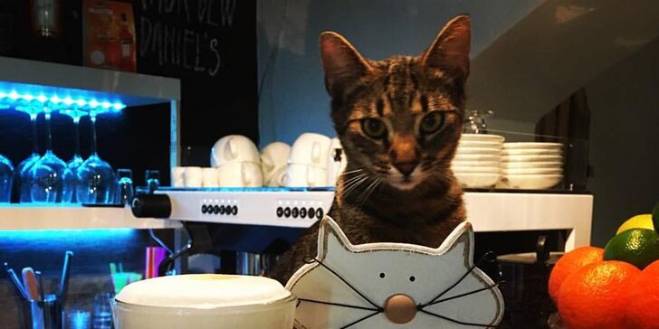 Domácí dortík a káva z denní nabídky v kočičí kavárně Café La Micina