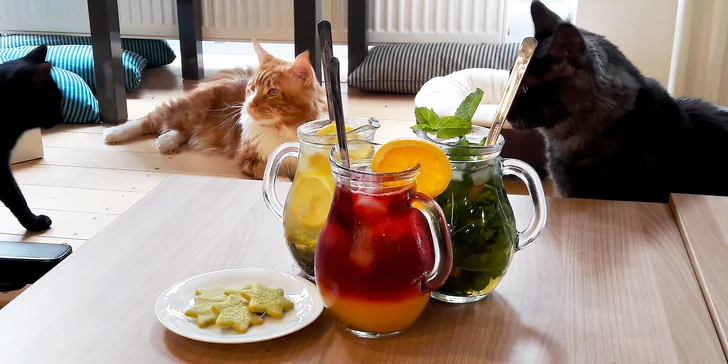 Ve vybrané společnosti: domácí ledový čaj a matcha sušenky v kočičí kavárně