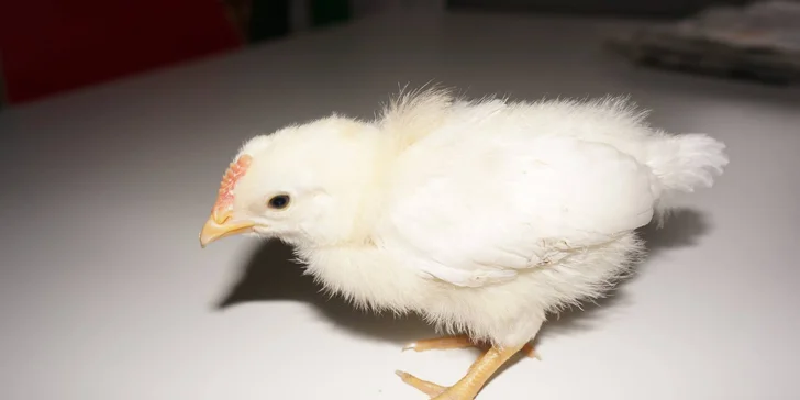 Vstupte do interaktivního zábavně-vzdělávacího centra Eden pro děti i dospělé