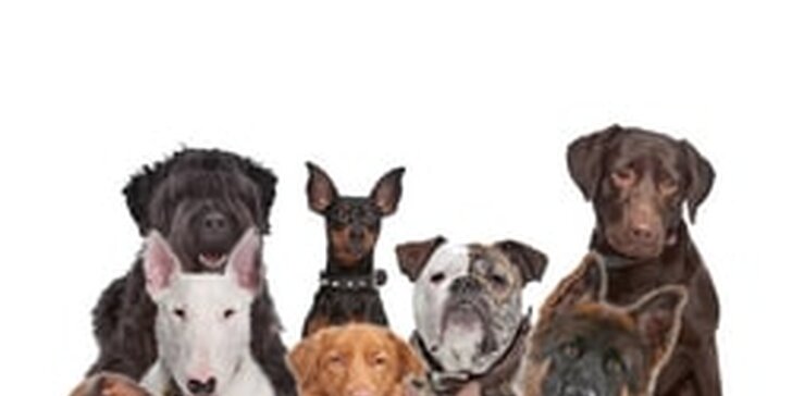 Péče o psí srst: koupání, česání i regenerace kvalitní přírodní kosmetikou