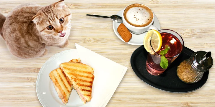 Výtečná svačinka v kočičí kavárně u Stodolní: káva, limonáda a toast pro 1 nebo 2