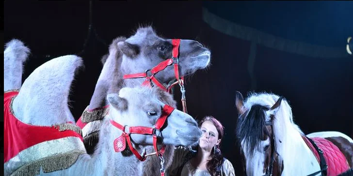 Vstupenky na odpolední i večerní představení cirkusu Berosini
