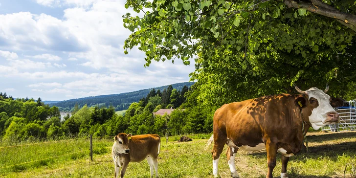 Turistika či lyžování v Rokytnici: Polopenze, wellness i sportovní vyžití