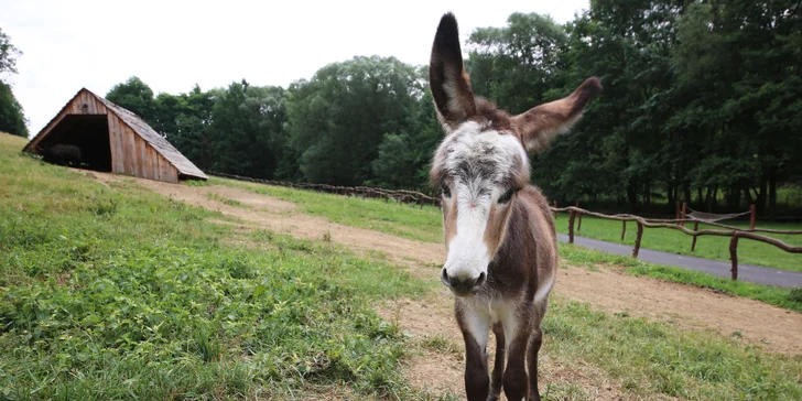 Rodinná vstupenka do Farmaparku: krmení zvířátek, hřiště a spousta prima atrakcí