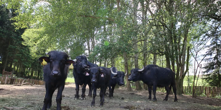 Rodinná vstupenka do Farmaparku: krmení zvířátek, hřiště a spousta prima atrakcí
