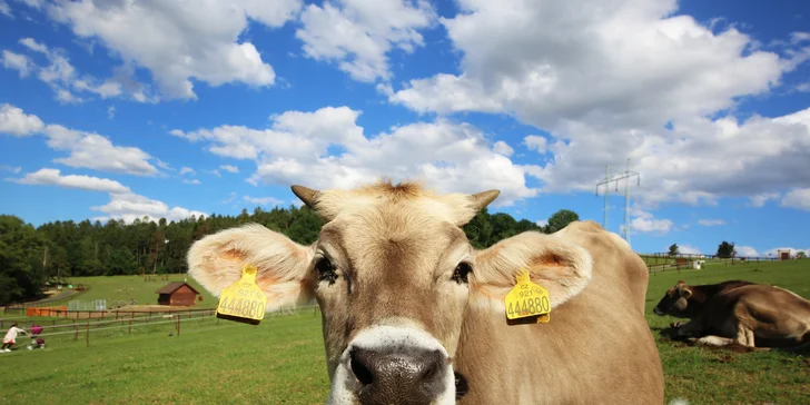 Rodinná vstupenka do Farmaparku: krmení zvířátek, hřiště a spousta prima atrakcí