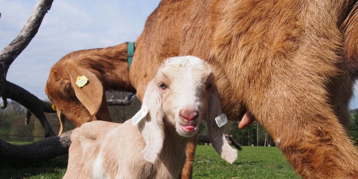 Rodinná vstupenka do Farmaparku: krmení zvířátek, hřiště a spousta prima atrakcí