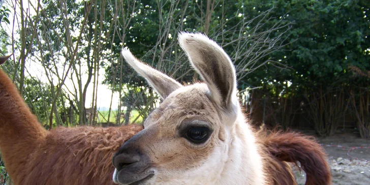 Společně s vaší rodinkou a chlupatou lamou vyrazí i zkušený chovatel.