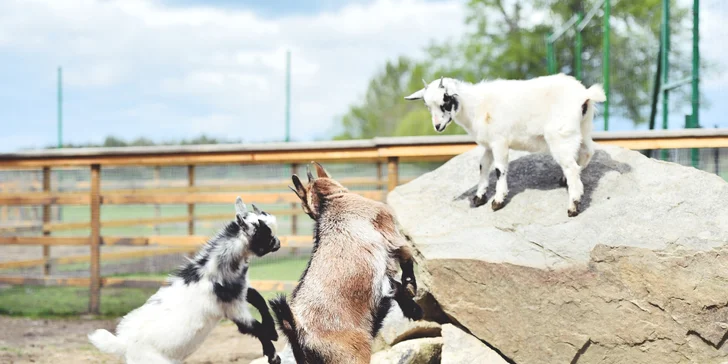 Pobyt ve středních Čechách: možnost polopenze, rybaření i minizoo