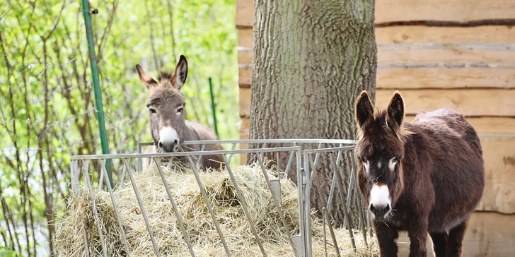 Pobyt ve středních Čechách: možnost polopenze, rybaření i minizoo