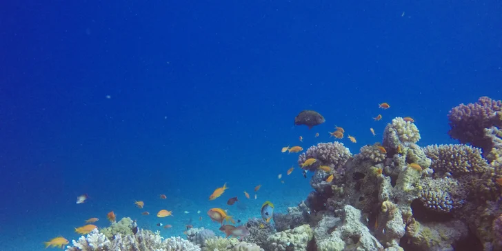 Komplexní potápěčský kurz pro začátečníky se školou Enjoy diving