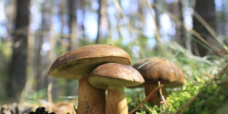 Pecka nejen pro vegany: Houbařský pobyt se 100% rostlinnou stravou