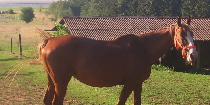 Užijte si báječný den u koní: výuka ve stáji, sedlání i vyjížďka do přírody