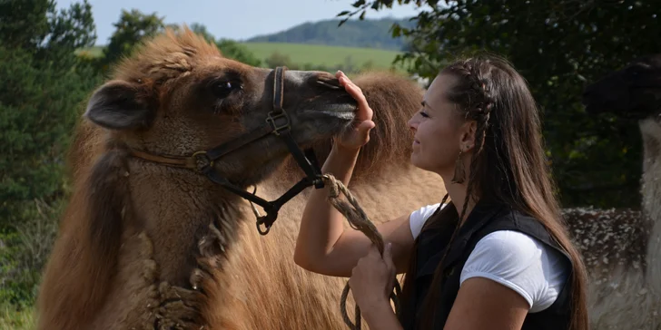 V minizoo potkáte také králíčky, kozy nebo velbloudy.