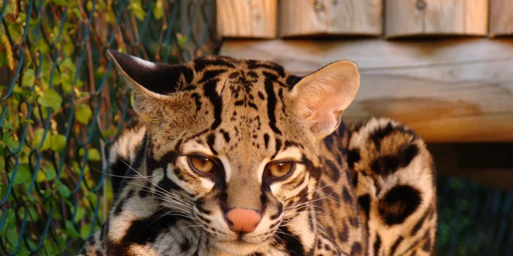 Poznejte rysy, oceloty a geparda zblízka: seznámení se šelmami nebo krmení