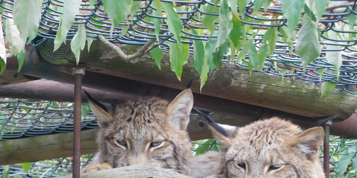 Poznejte rysy, oceloty a karakaly zblízka: seznámení se šelmami nebo krmení