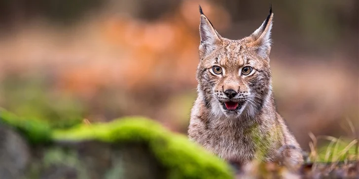 Vstupné do Zooparku Zájezd – v rodinné zoo budete se zvířaty jedna ruka