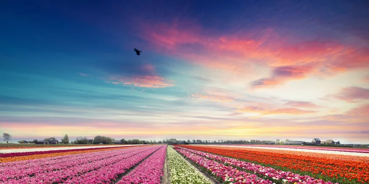 Holandsko na 1 noc: tulipány, sýry, Amsterdam a případné květinové korzo